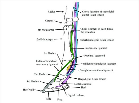 Örnek: At bacağında bulunan destekleyici tendonlar ve ligamentler