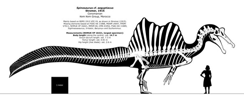 spinosaurus anatomy