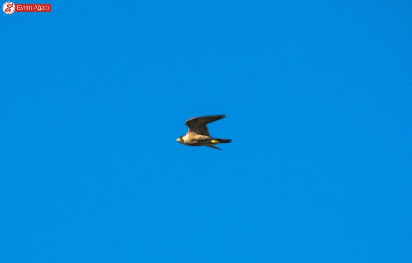 Avlanmak için hızlanıp, dalışa geçerken, Filyos/Zonguldak.