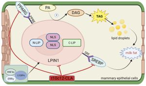 PI4K2A Gene Enhances Lipid Synthesis In Dairy Cows