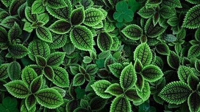 Bitkiler, Toprağa Salgıladıkları Kimyasallarla Büyümelerine Yardımcı Olan Faydalı Bakterileri Üzerine Çekiyor!