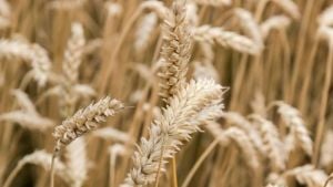 Surge In Wheat Prices Alarms Arab Nations