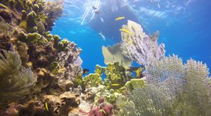 New Artificial Reefs Thrive In Florida Keys