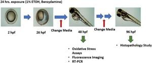 Benzydamine Shows Promise Against Ethanol-Induced Teratogenesis