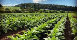 U.S. Faces Record Agricultural Deficit Amid Global Shifts