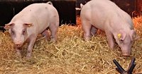 Scottish scientists gene-edit pigs to resist deadly swine fever in world-first