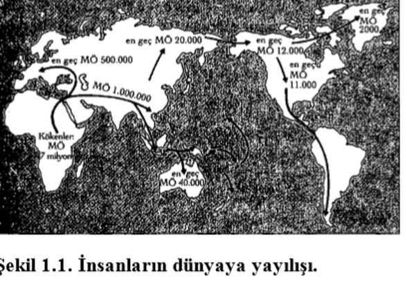 İnsan Türleri dağılışı