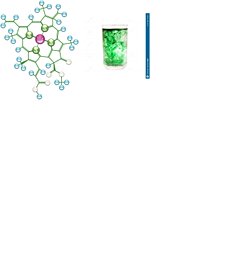 Klorofil, yeryüzünde oluşan ilk canlı olabilir mi?