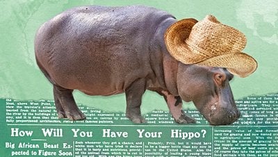 Hipopotam Yasası: Hipopotamlar, Alternatif Bir Et Kaynağı Olabilir miydi?