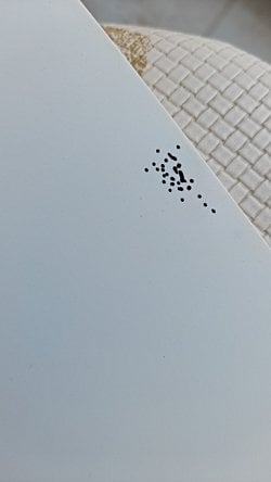 Görseldekiler kara sineklerin dışkısı gibi görünüyor her yere bu şekilde noktolar halinde bırakıyorlar bunun zararı var mı?