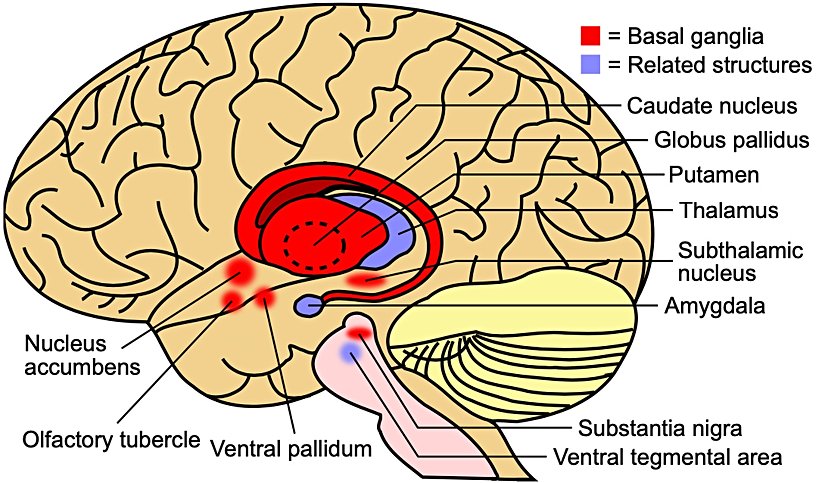 Beyindeki bazal ganglionların (kırmızı) ve ilgili yapıların (mavi) diyagramı.
