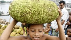 Dünya'nın Ağaçta Yetişen En Büyük Meyvesi: Jak Meyvesi