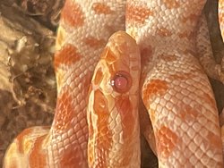 Albino hayvanların da mı görme yetisi azdır?