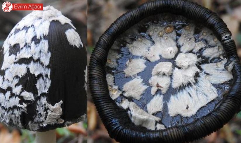 Coprinopsis picacea, Samsun.