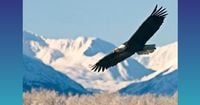 Holland America Line, Sony team on Alaska photo sweepstakes