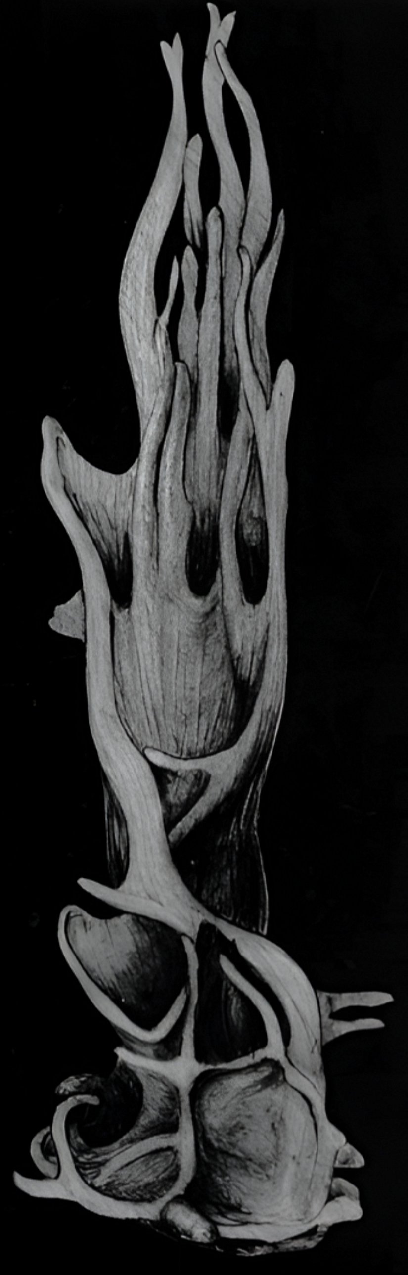 Bu çizim, Aşama V'deki bir sıçan Sertoli hücresinin üç boyutlu görünümünü gösterir. Çizim, 372 ardışık elektron mikroskopisi kesitinden elde edilen 675 mikrograftan yapılmış plastik bir modelin fotoğrafına dayanılarak oluşturulmuştur. Sertoli hücresinin uzantıları ve çukur bölgeleri, yanındaki germ hücreleriyle ne kadar yakın ilişkide olduğunu ortaya koyar.