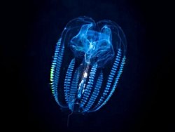 Kromozomal İpuçları Hayvan Evriminin Kökenlerini Ortaya Çıkarıyor