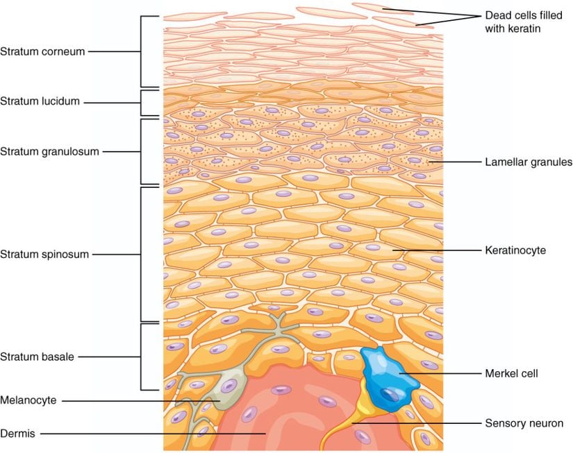 Epidermisin mikroskopik yapısı