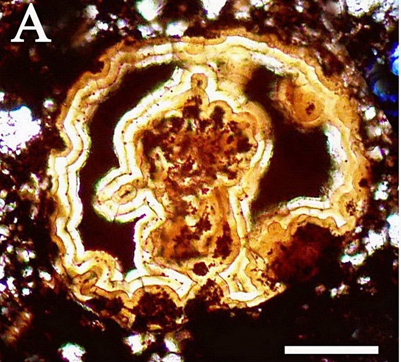 Henüz tartışılıyor olsa da, 600 milyon yıl öncesine ait olan ve hayvanların en ilkin formlarından biri olduğu düşünülen, buna rağmen dönemindeki canlılara göre giderek artan bir karmaşıklık gösteren Vernanimalcula fosili... Türün çift yanlı simetrik olduğu, dolayısıyla Kambriyen Patlaması öncesi çeşitlilik artışının en güzel örneklerinden biri olduğu düşünülüyor. Henüz fosilin güvenilirliği onaylanmadı.