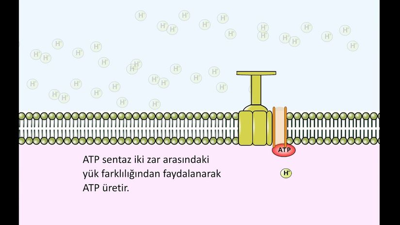 ATP-sentaz çalışma prensibi