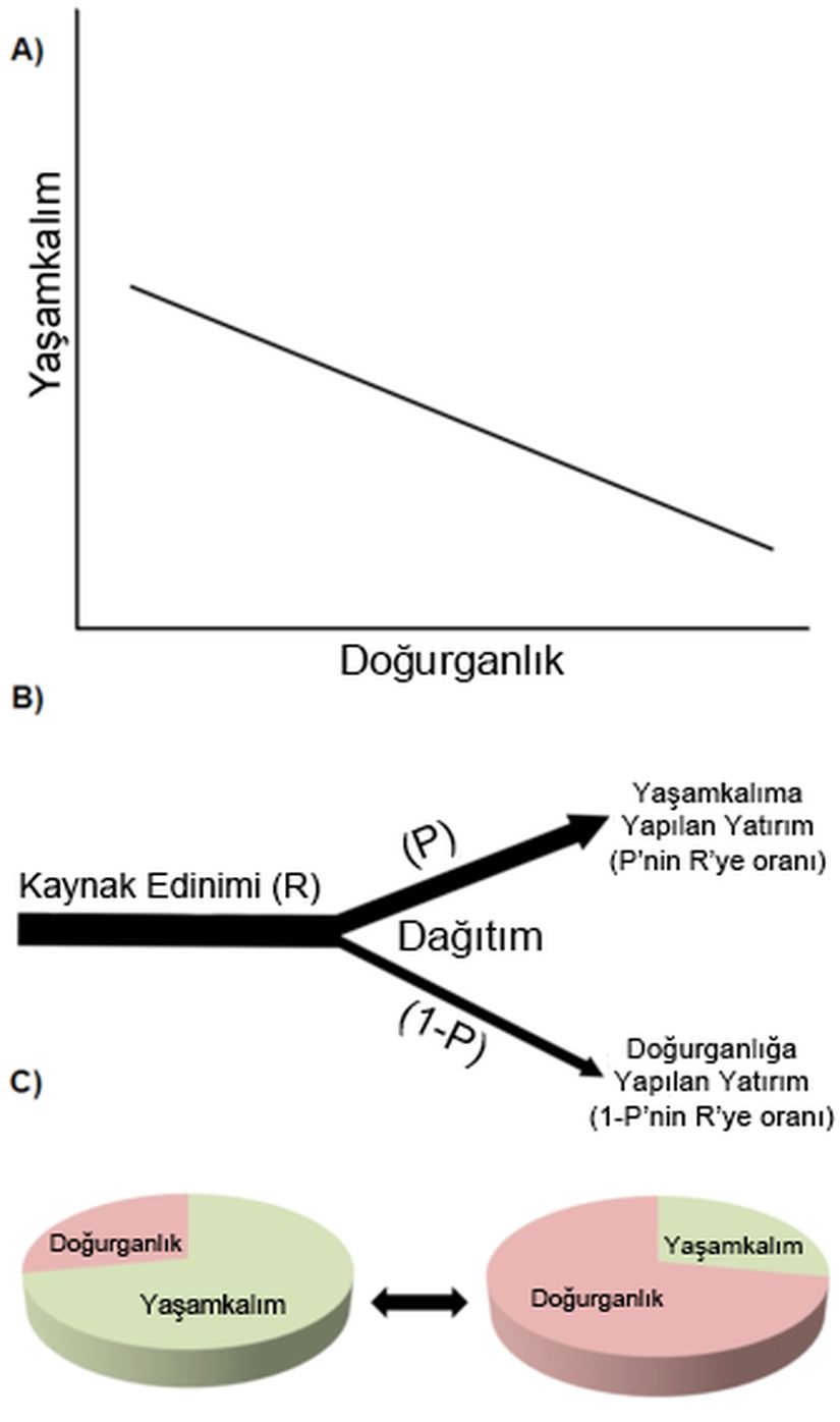 Şekil 2: Yaşam öyküsü karakterlerinde mübadele. (A): Bir negatif genetik (ya da fenotipik) örtüşüm. Mesela üreme (yumurtlanan yumurta sayısı gibi) ile yetişkin formun hayatta kalabilmesi arasında görülen bir mübadele. Bu tür negatif ilişkiler en yaygın görülenlerdir. (B): Kaynak tahsisi mübadelesinde Y-modeli olarak adlandırılan model. Verilen örnekte kısıtlı bir kaynak (mesela besin maddeleri) temin ediliyor ve hayatta kalmayı sağlayacak fizyolojik süreçlere, üreme fonksiyonları (yumurtlama, döllenme gibi) pahasına farklı şekilde (rekabet içinde) tahsis ediliyor. (C): Yaşam öyküsü karakterleri arasında görülen mübadeleyi anlayabilmek için kolay bir yol, bu karakterleri bir pastanın dilimleri gibi düşünmektir.