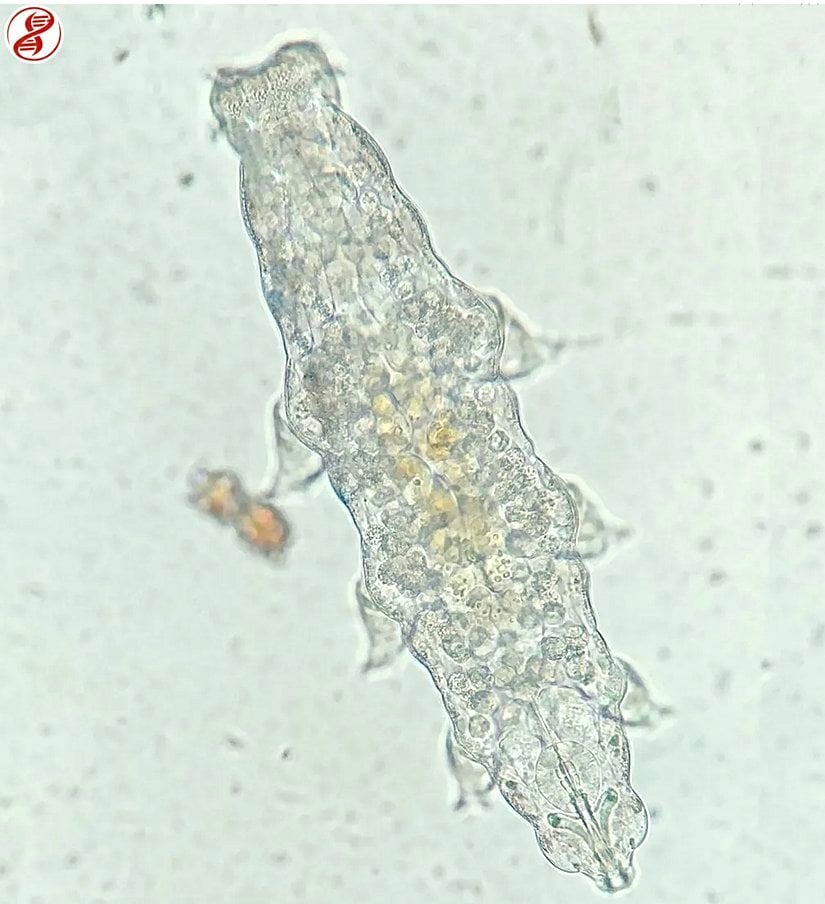 Işık mikroskobunda görüntülenen bir su ayısı türü.