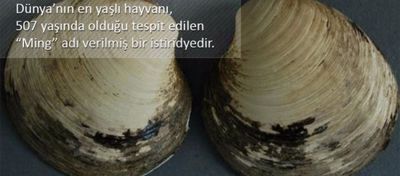 Dünya Üzerinde Yaşayan En Yaşlı Organizmalar!