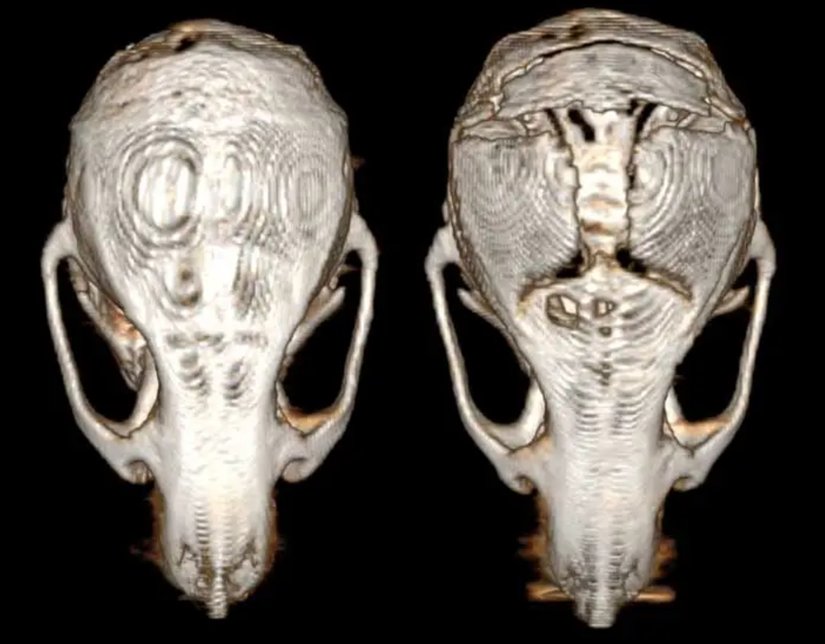 Beyin kanseri olan farelerde (sağda), beyin kanseri olmayan farelere (solda) kıyasla 3 boyutlu görüntüleme sonucunda kafatası kemiklerinde aşınma görüldü.