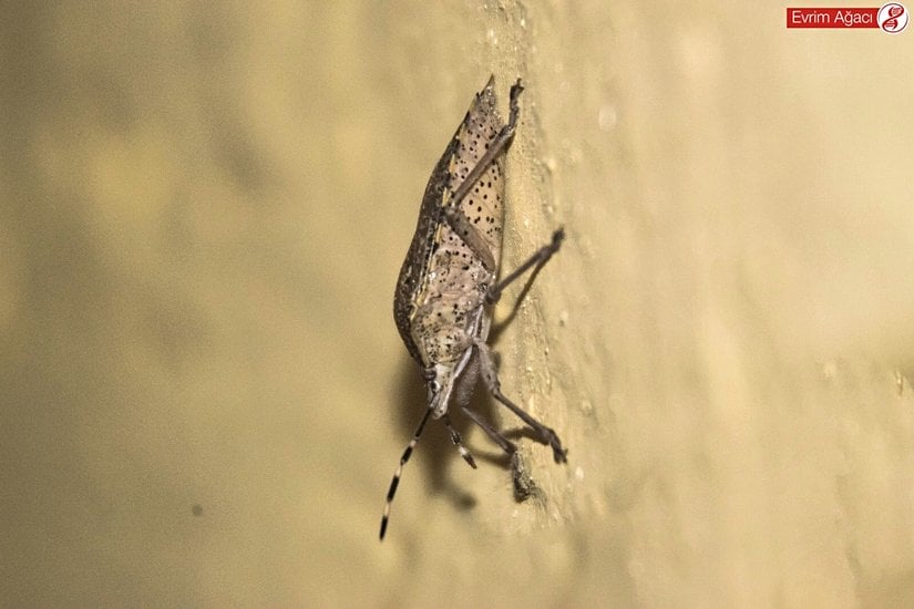 Vücudun altındaki noktaların görülebildiği bir yetişkin. 