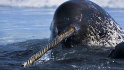 Deniz Gergedanlarının (Narwhal) Boynuzları, Aslında Diştir!