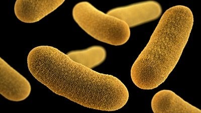 Quorum Algılama (Quorum Sensing): Hücreler, Birbiriyle Nasıl Konuşur?