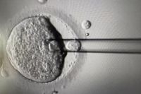 New tests on IVF embryos ‘could help women over 35 conceive faster’