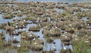 Irkutsk Residents Choose Name For Ecological Trail