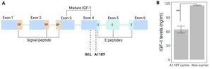 Identifying IGF-1 Gene Variants Linked To Longevity