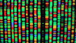 İnsan Genomu Sıfırdan Yazılıyor: Bilim İnsanlarından Çığır Açan Sentetik DNA Projesi.