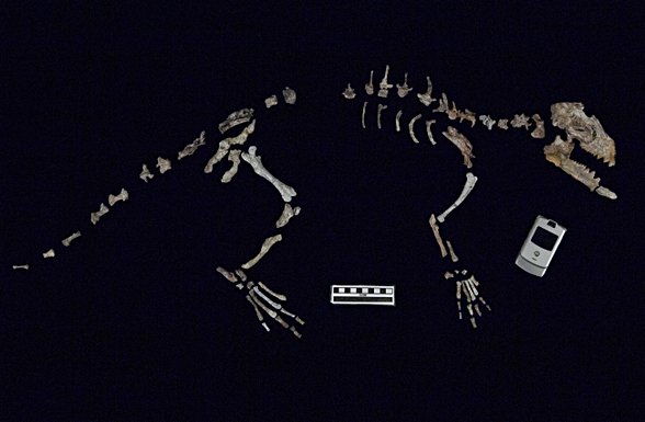 Balinaların kök gruplarını temsil eden "Indohyus"