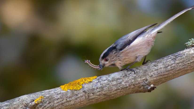 Uzun Kuyruklu Baştankara (Aegithalos caudatus)