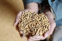 Yaourts, lait, steaks végétaux... Pourquoi l'Anses recommande de ne plus consommer ces aliments à base de soja dans les cantines - L'Humanité
