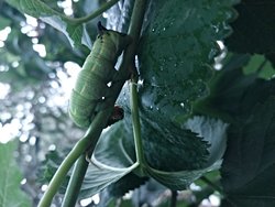 Tırtıllar neden siyahlaşır?