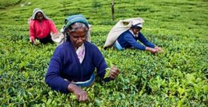 Lepetkata Tea Estate Launches Major Tourism Initiative