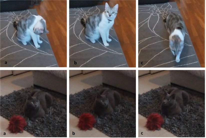 Görselde deneye katılan iki kedinin davranış değişimleri görülmektedir. İlk kedi, sesi duymadan önce kendini temizlemekte, sonra donmakta ve en sonda hoparlöre doğru gitmektedir. Alttaki kedi ise önce dinlenmekte, sesi duymaya başladıktan sonra göz bebeklerini büyütmekte ve en sonda kafasını hoparlöre çevirmektedir.