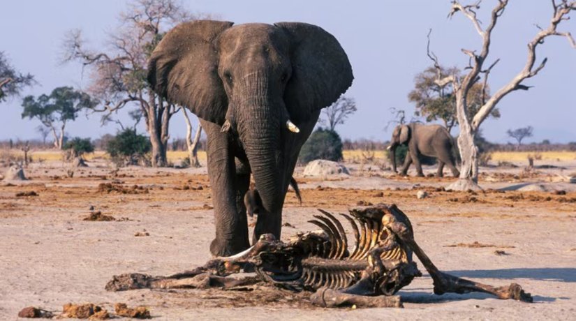 Bilim insanları ve filozoflar, hayvanların ölülerine karşı sergiledikleri davranışları "yas tutma" olarak tanımlamaktan, antropomorfizme kaçma korkusuyla son derece çekimser davranmışlardır.