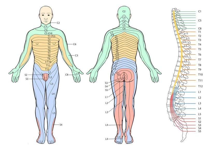 Periferik duyu sinirlerinin innerve ettiği deri bölgelerinin haritası olan dermatom alanları.