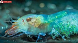 Kapan karidesi (Alpheus dentipes)