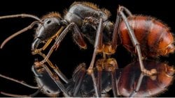 Camponotus Gigas