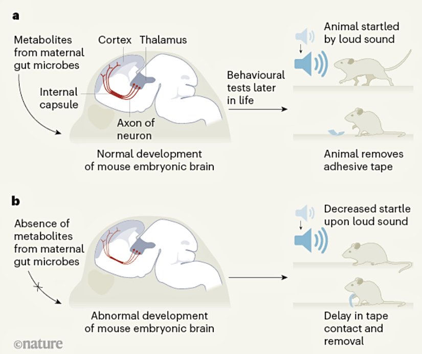 Figür 1| Anne bağırsağındaki mikroorganizmalar farenin embriyonik dönemdeki beyin gelişimini etkiler. Fare embriyoları, rahimde gelişirken annelerinin bağırsak mikrobiyotasından metabolik ürünleri alır. Vuong ve arkadaşlarına göre bu metabolik ürünler talamus ve korteks arasında bağlantıyı sağlayan aksonların oluşumunda rol alıyor. Bu bağlantı duyuların işlenmesi sırasında kullanılıyor. a, Normal gelişim sürecinde bu aksonlar internal kapsül denen bölgede kalın bir yığın oluşturur. Fareler büyüyüp genç erişkinler olduğunda üzerlerinde davranışsal testler yapılmıştır. Testlerde ani gürültü artışı, pençelerine hızlıca değdirilip çekilen yapışkan bant gibi uyaranlar karşısında irkilip hareket ederek normal yanıt vermişlerdir. b, Gebe fareden sahip olması gereken mikrobiyota uzaklaştırılır ve fetüs anne mikrobiyotasındaki metabolik ürünlerden mahrum kalırsa talamus-korteks bağlantısını sağlayan nöronların aksonlarında normalden ince olmaları gibi bozulmalar görülür. Bu fareler test edildiğinde davranışlarında anormallikler gözlenmiştir.