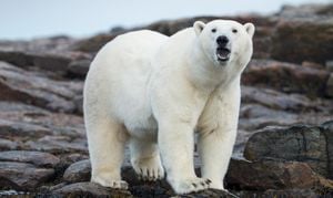 Brave Man Injured Defending Wife From Polar Bear