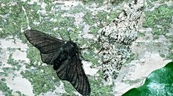 Sanyi devrimi güveleri evrimleştiler mi-?