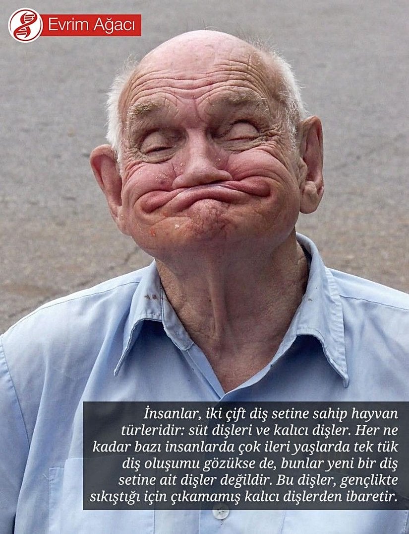 İnsanlarda 100 yaş dişleri bulunmaz.