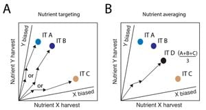 Study Reveals Flaws In Nutrient Intake Analysis Methods